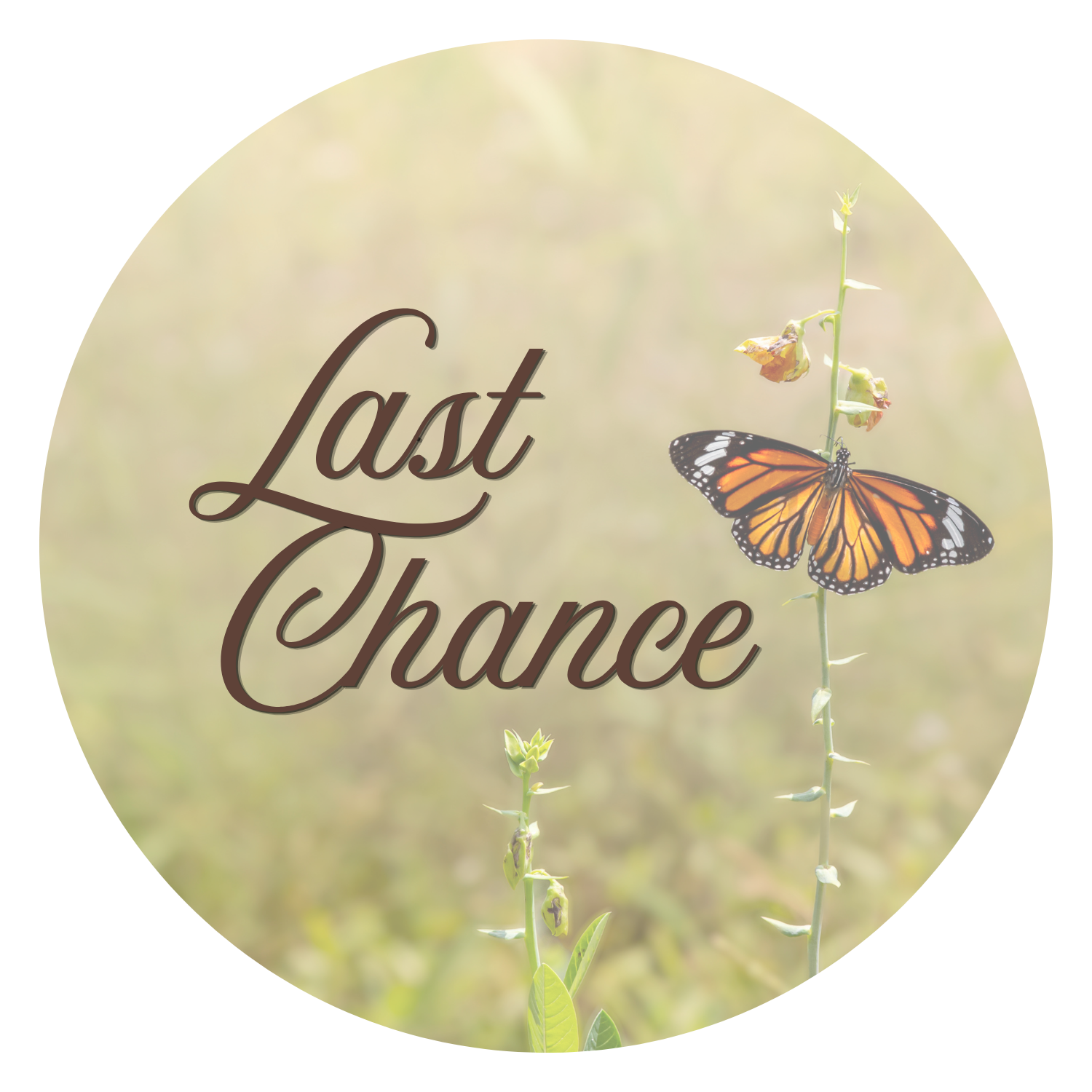 Last Chance 20% off in cart